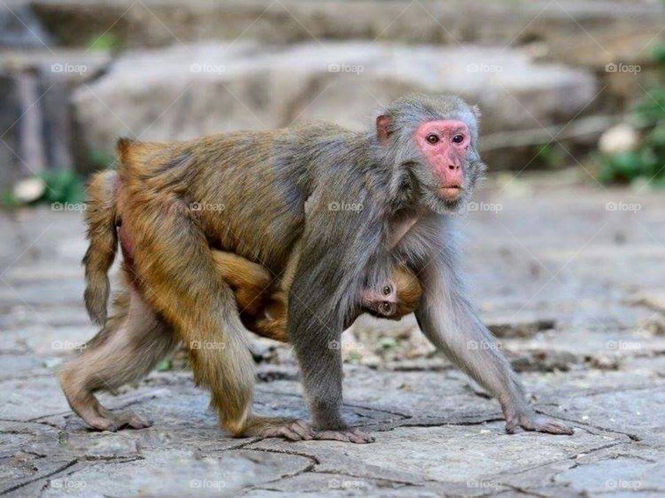 Monkey walking with its young one