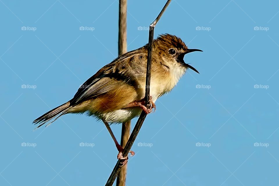 Close up on a Zitting Cisticola perched on a branch and singing