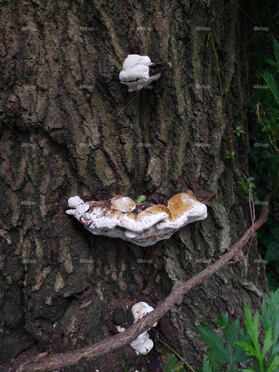 Fungus on bark