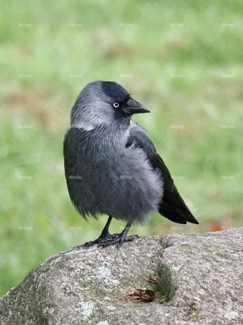 Jackdaw