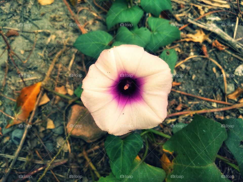 vines have flowers that are blooming in the summer