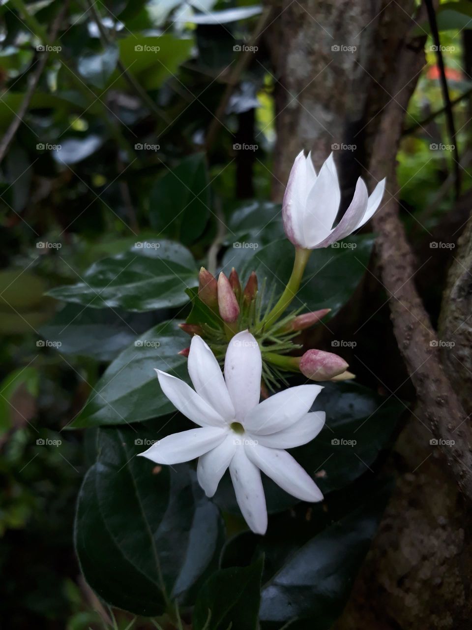 srilankan flowers...