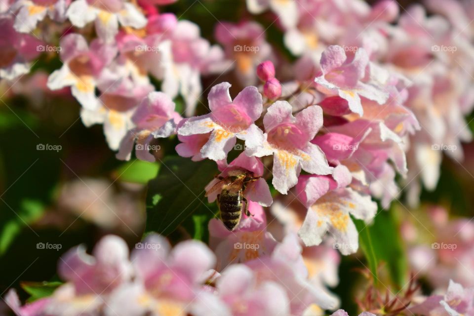 Pink flowers blooming in spring