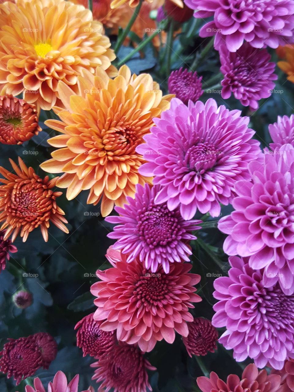 Multicolored dahlia