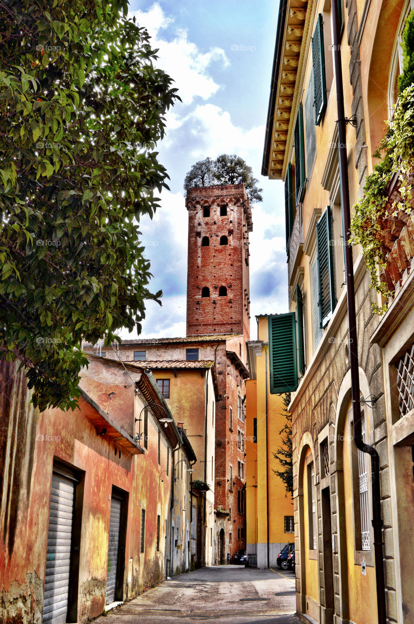 La Torre Guinigi. La Torre Guinigi (Lucca - Italy)