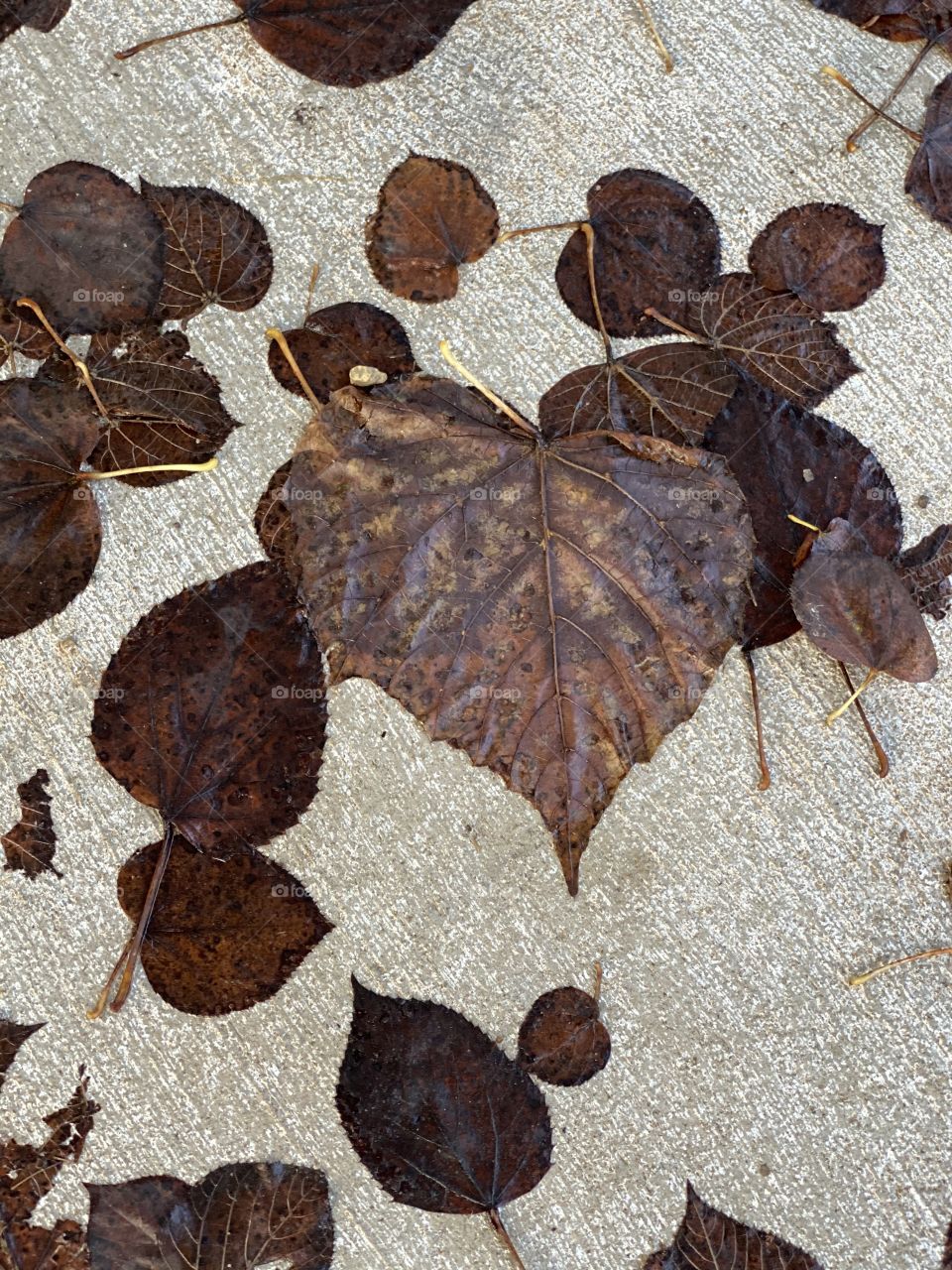 Heart shaped fall leaf 