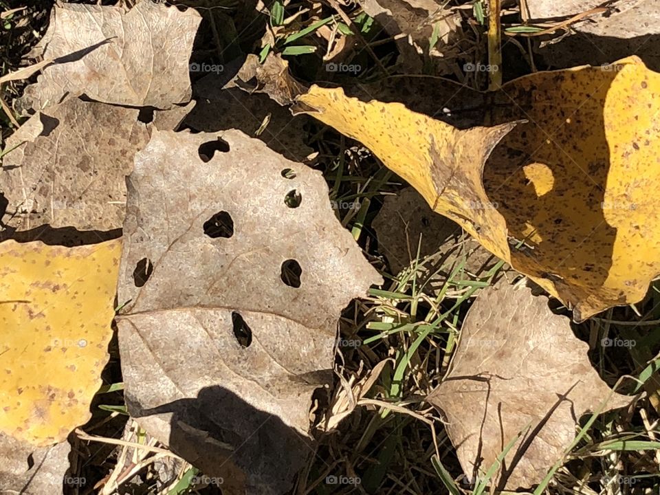 Changing colors of leaves and a caterpillar eaten leaf