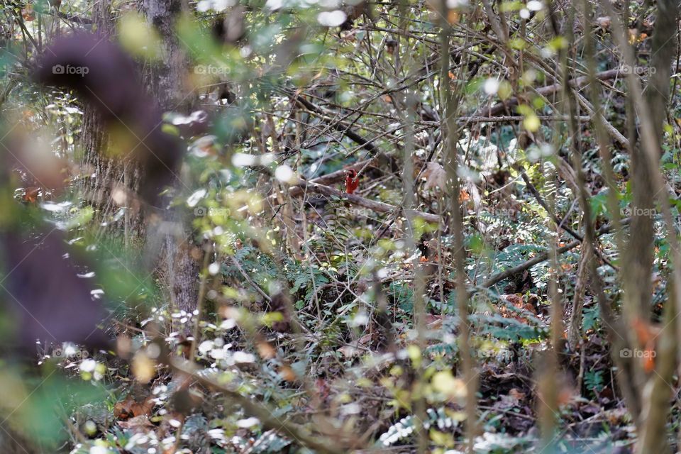 hey Robin in the wilderness