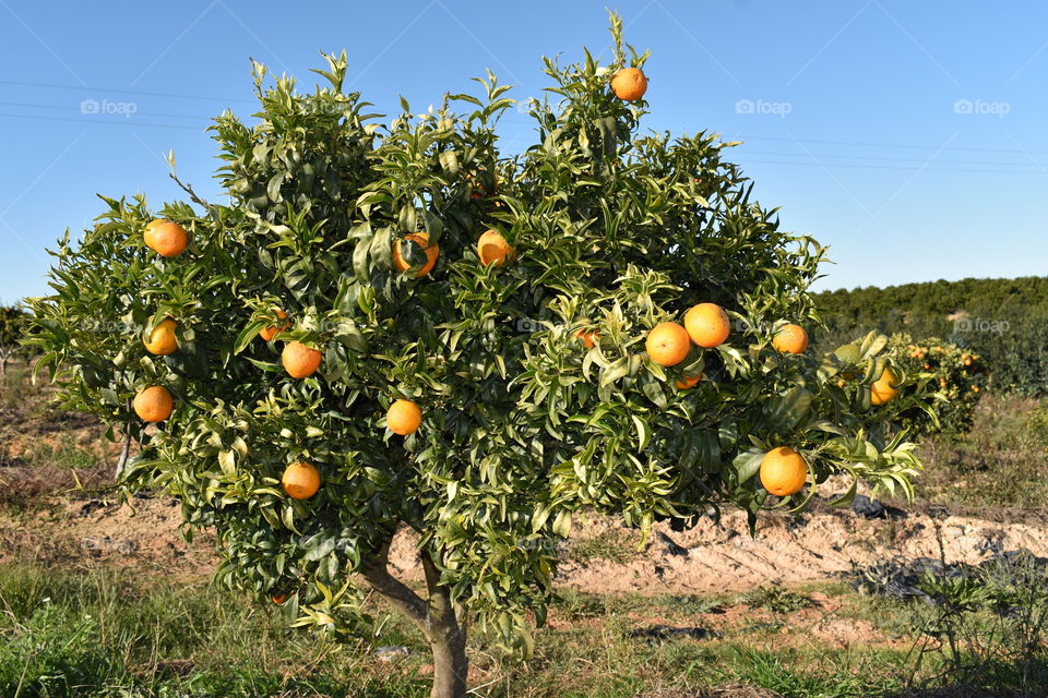 Citrus tree