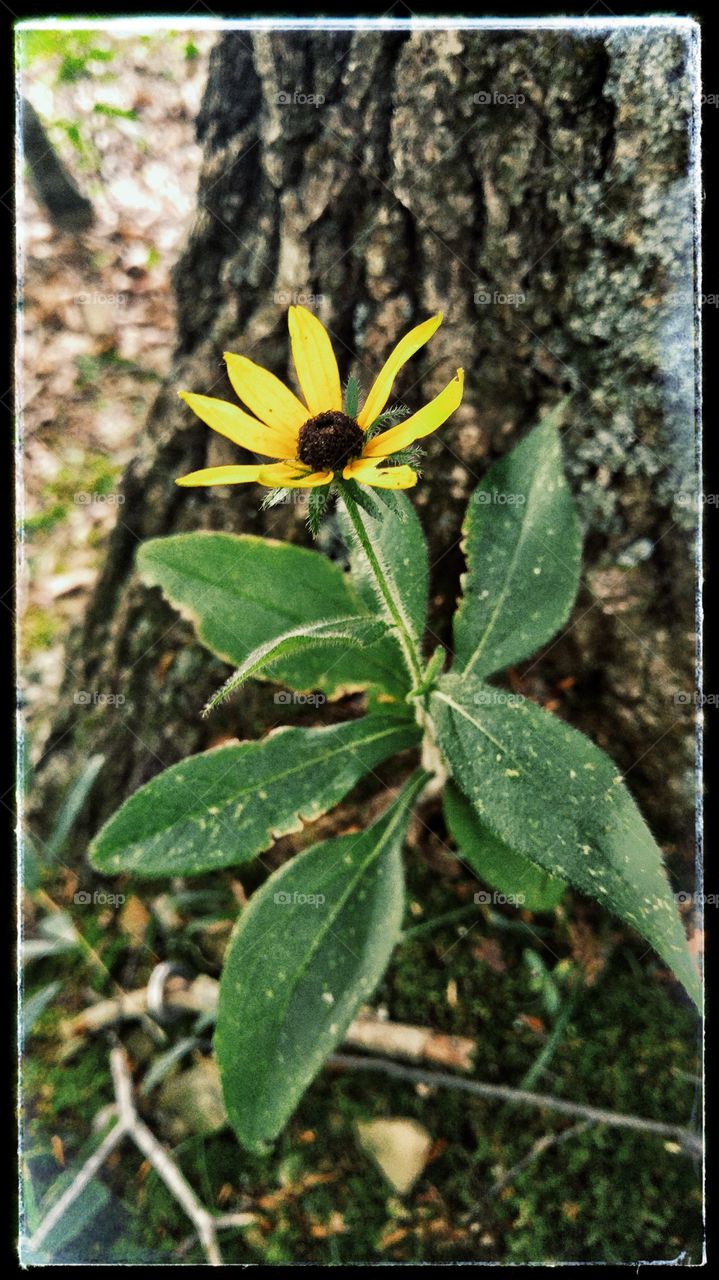 Black-eyed Susan in the forest.