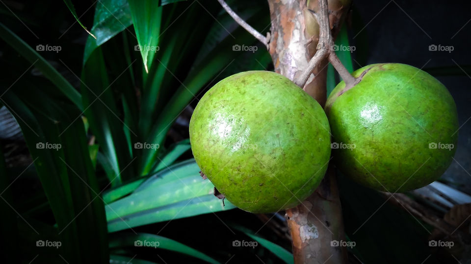 A pair of guava fruit from the tree