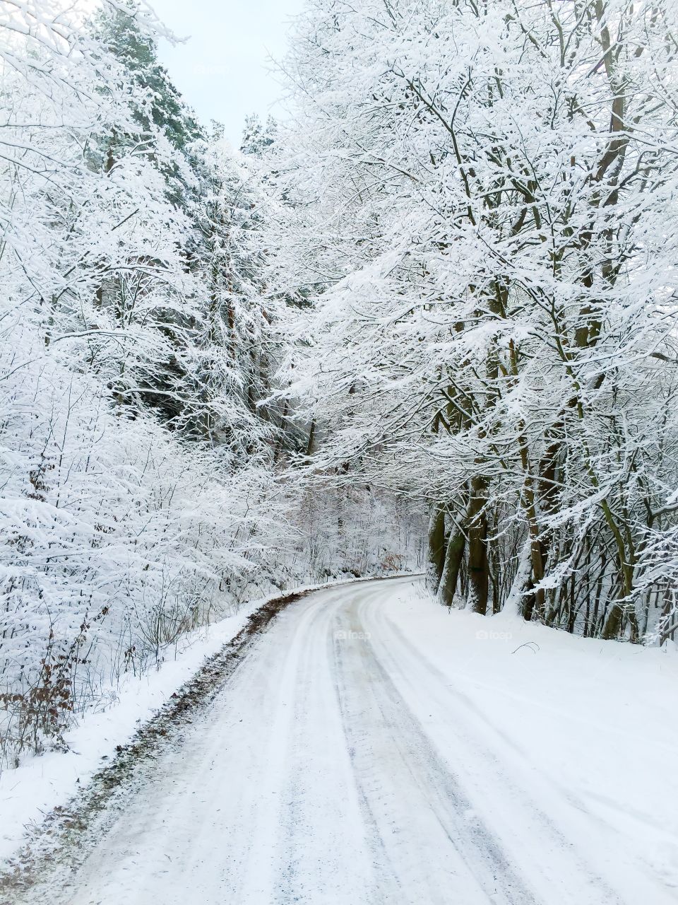 Snow, Winter, Frost, Cold, Wood