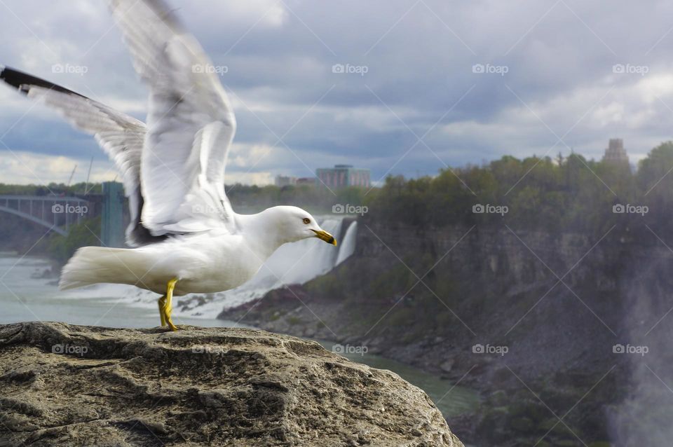 Seagull taking off