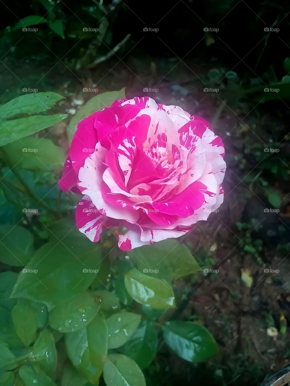 Rose