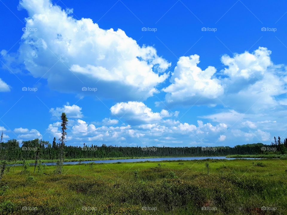 puffy clouds over a fen