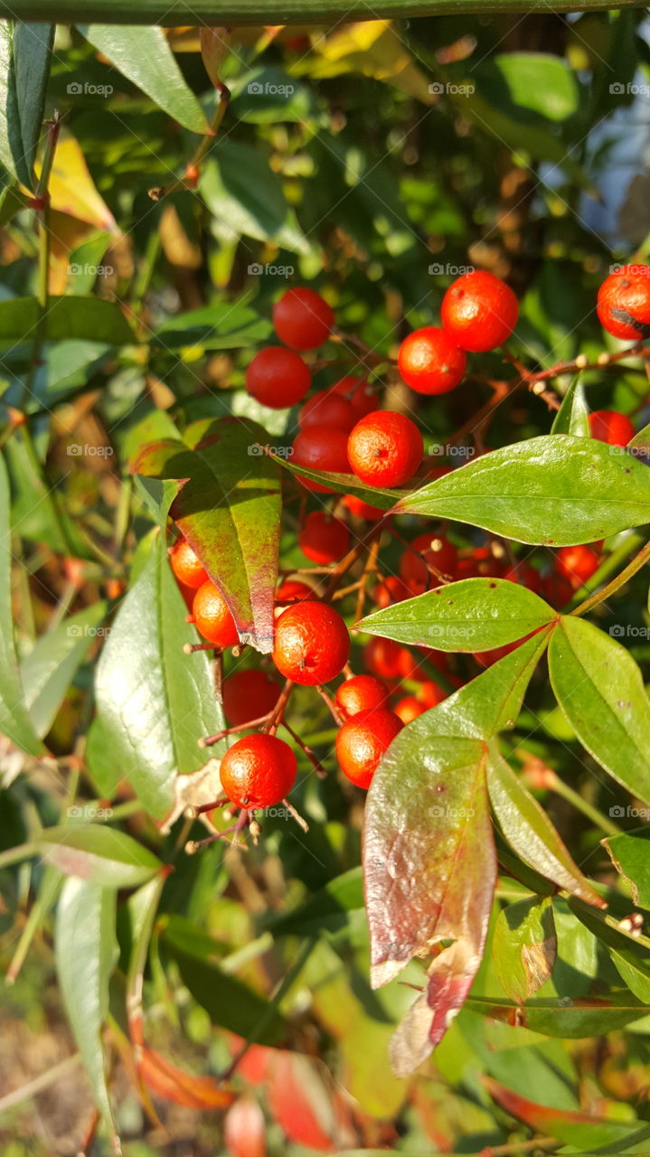 Red Berries in the Fall