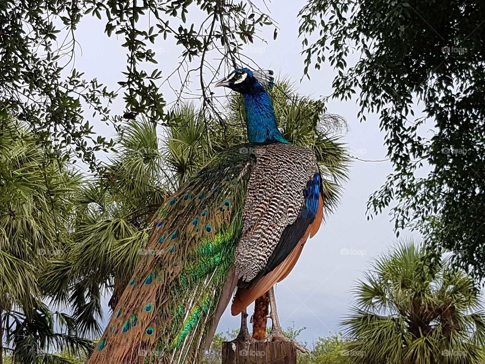 Peacock of Miami