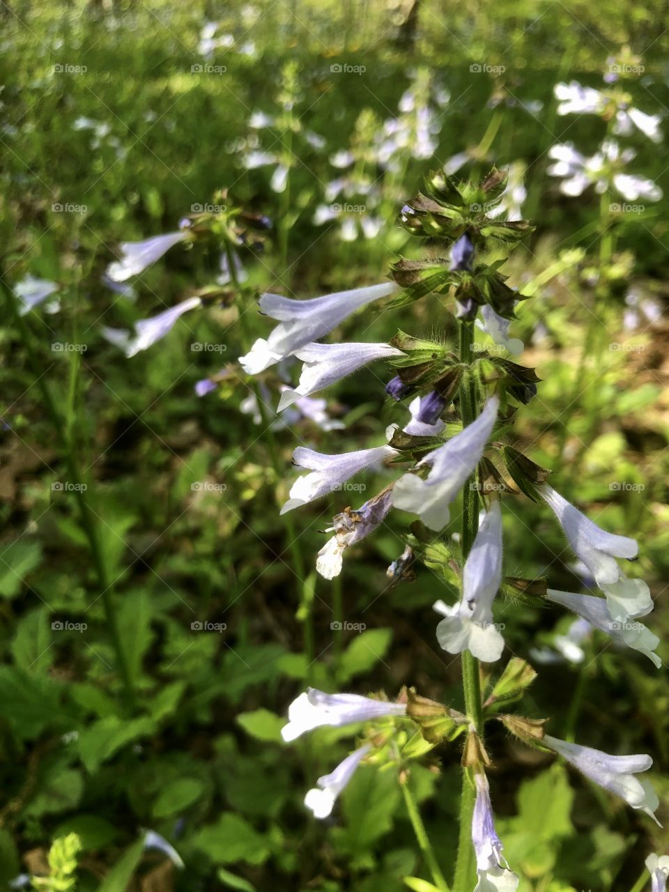 Late afternoon sunlight illuminating meadow 