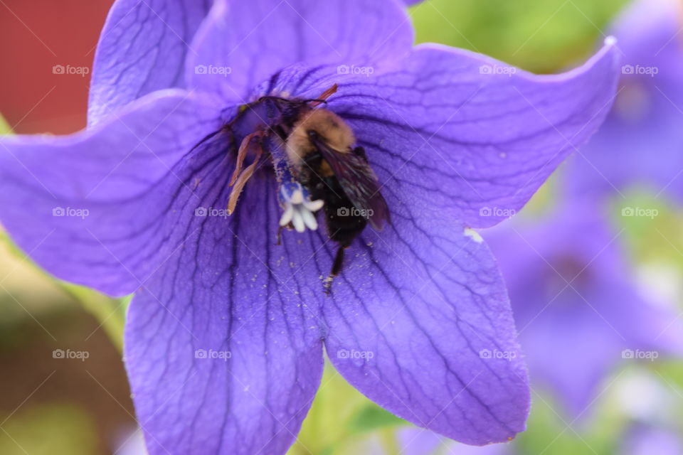 summer flowers. Bumble bee inside flower