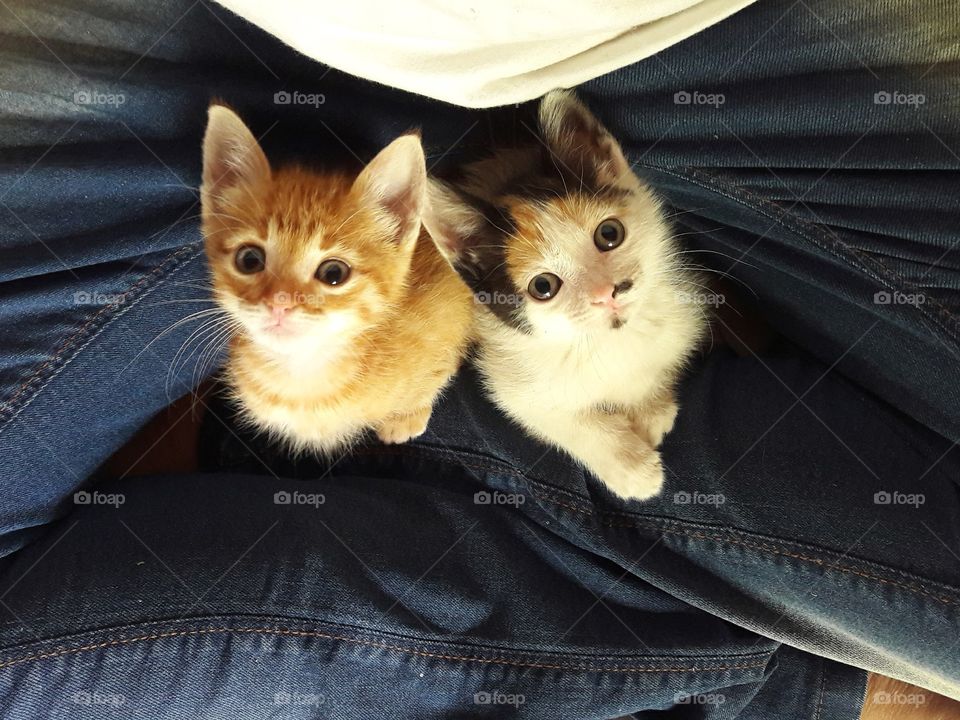 two adorable kittens waking up from a nap
