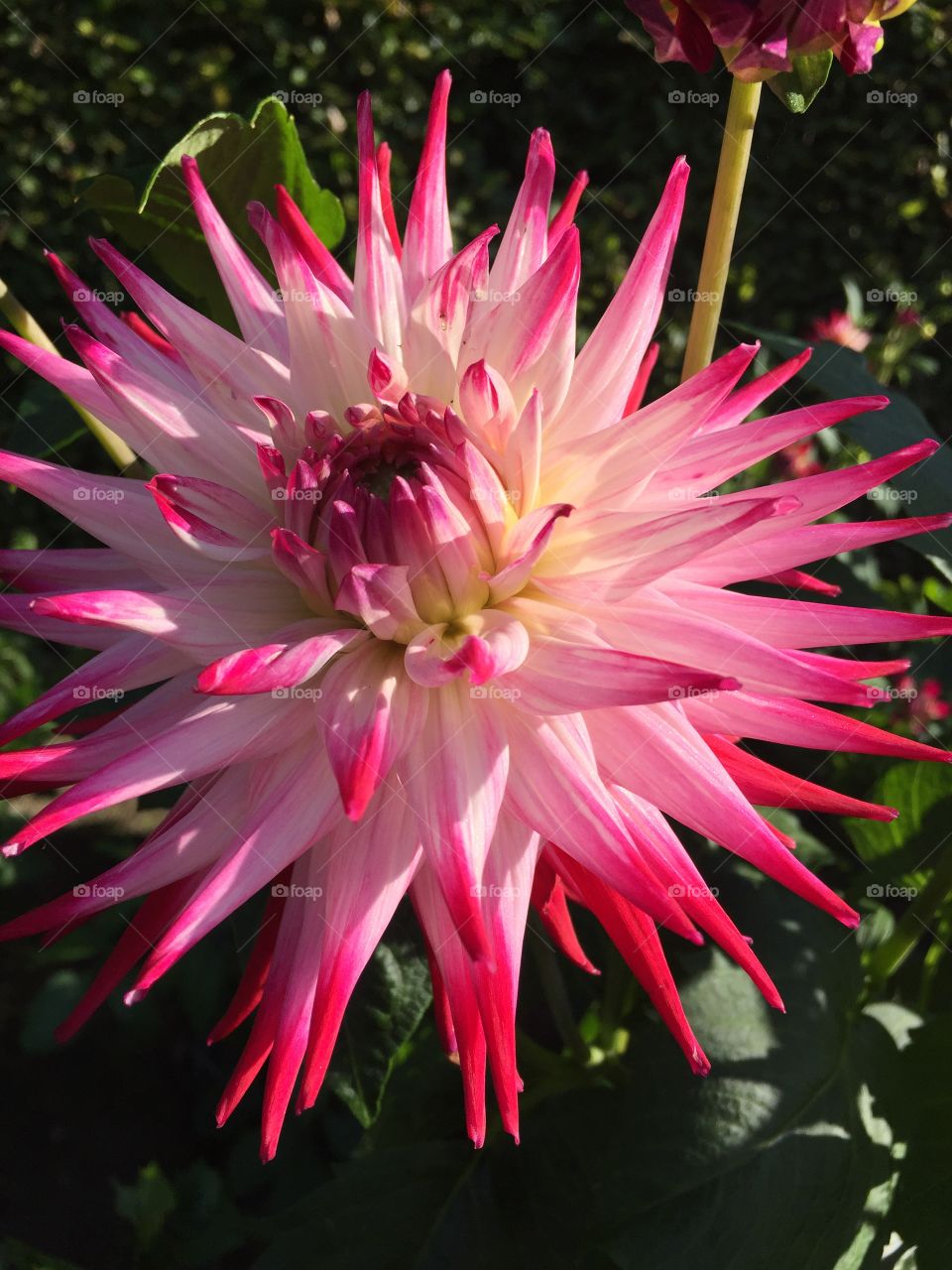 Dahlia