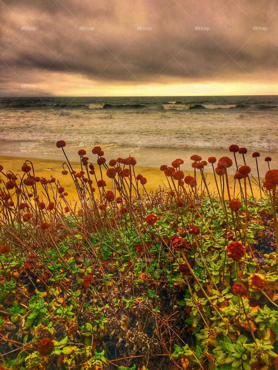 Flowers at beach during sunset