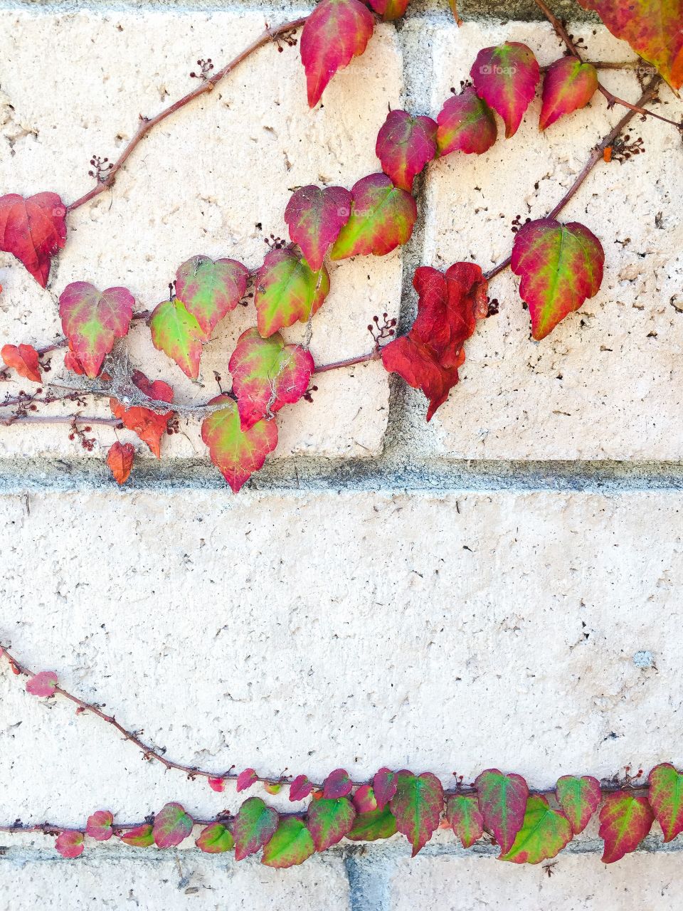 Ivy on wall