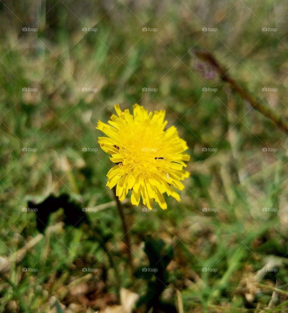Dandelion and the Ant