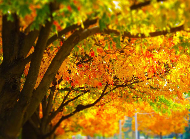 Trees With Colorful Autumn, Fall Leaves. I took this photo in Kansas City and added vibrancy and a tilt shift effect.