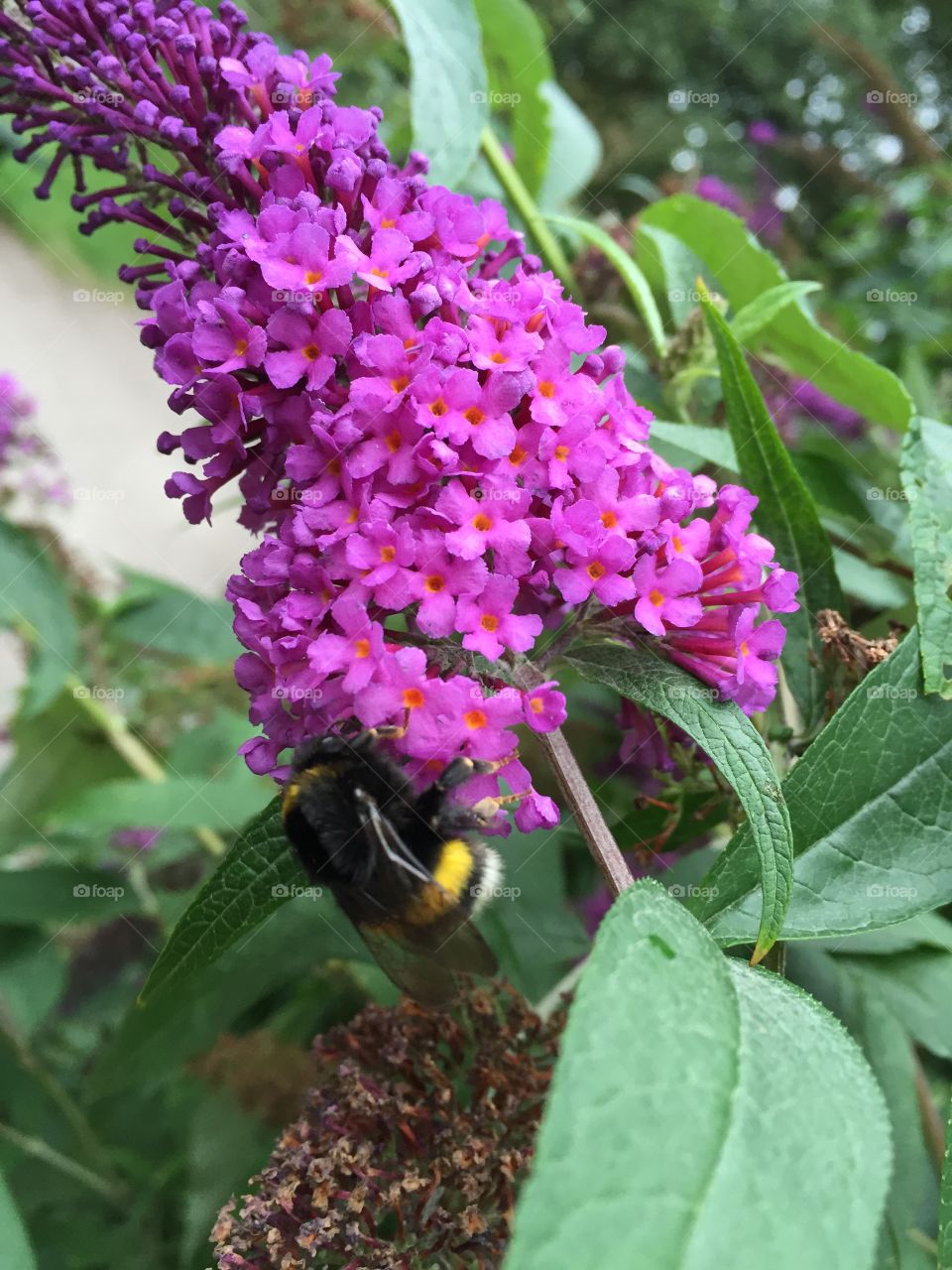 Flower by Strömmen in Norrköping in August 