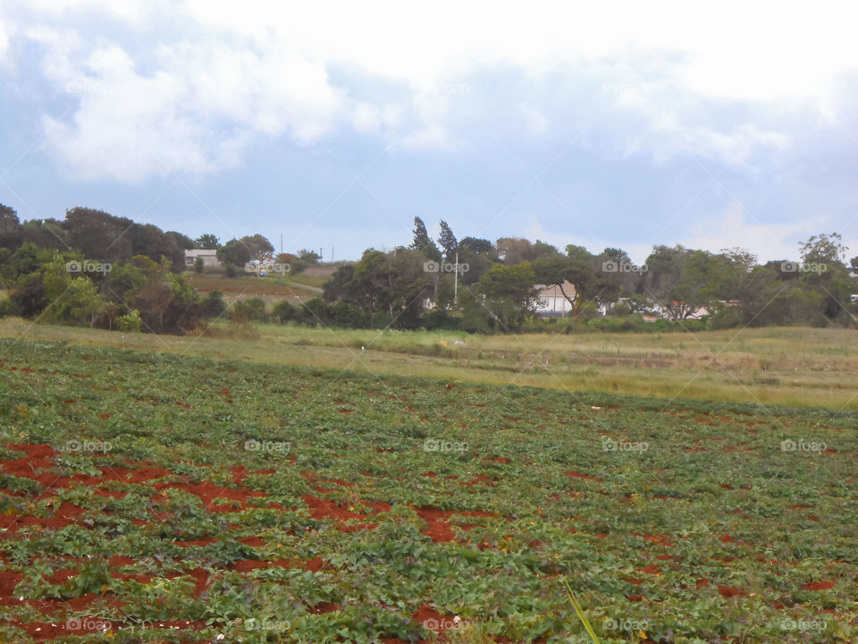 Flat Farm Land