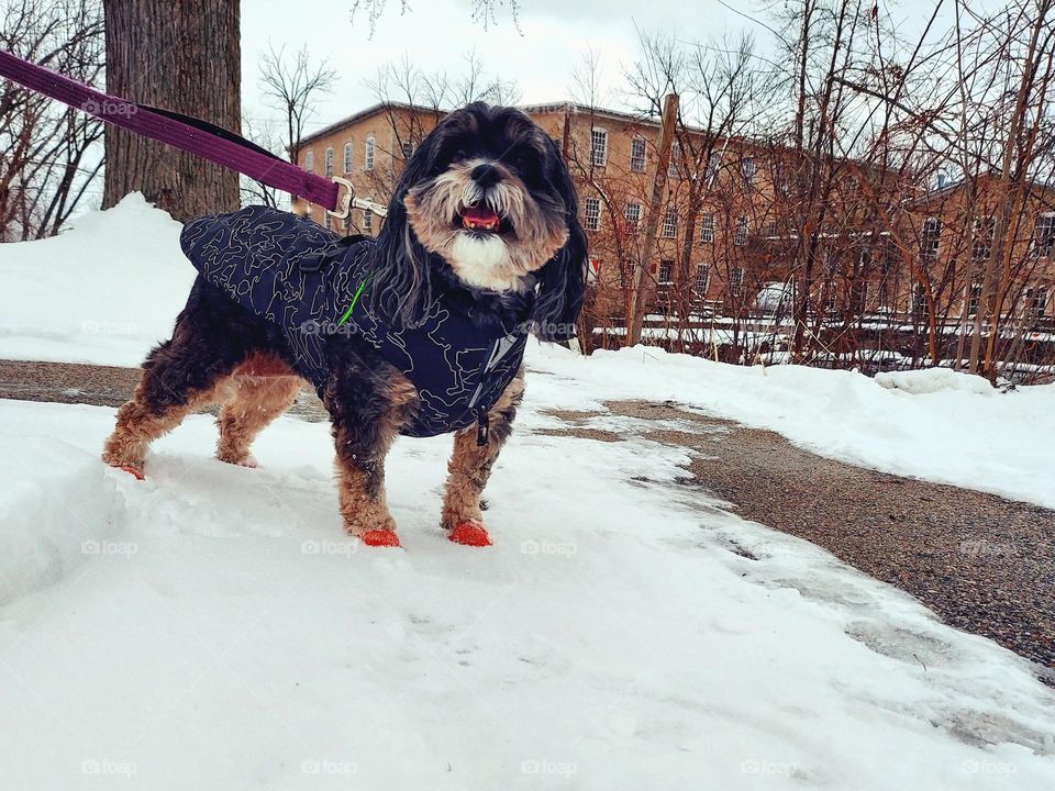 Happy Dog