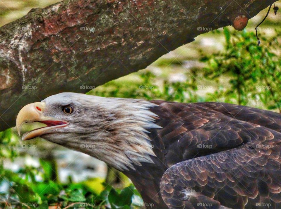 American Bald Eagle