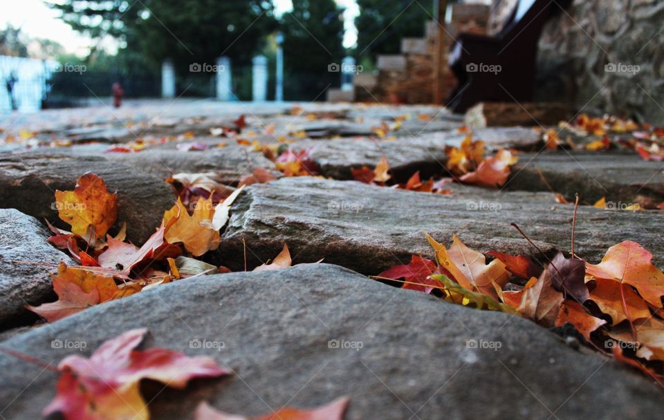 Leaves in sidewalks 