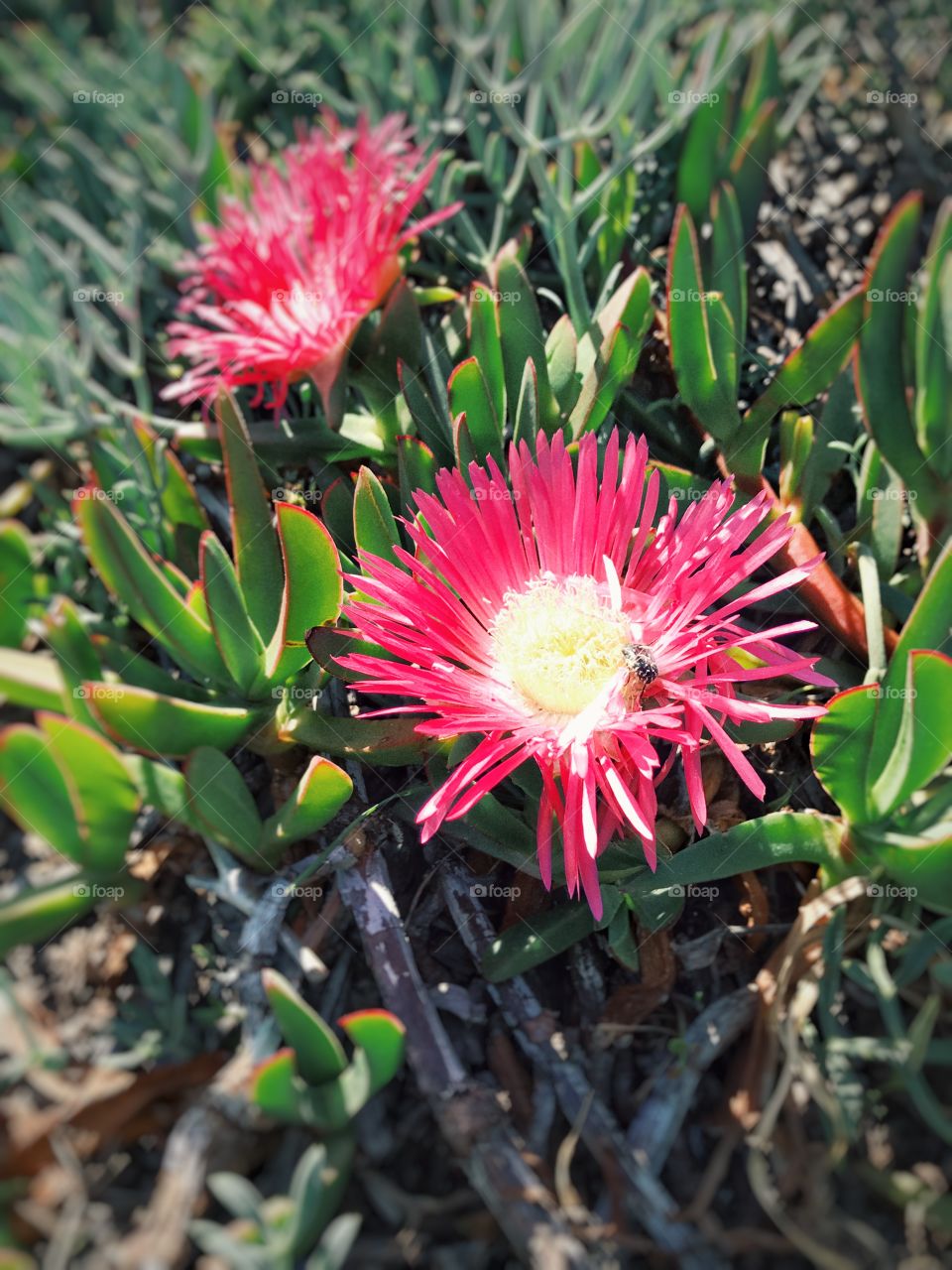 Macro shot, photography, flower, blooming 