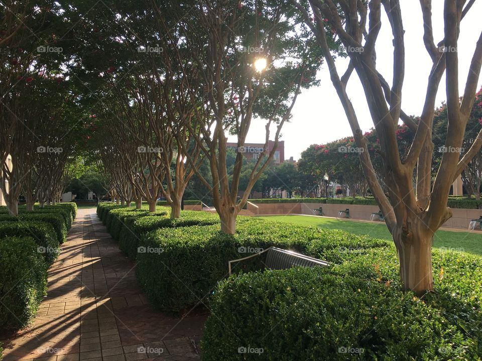 Sunset at a park 