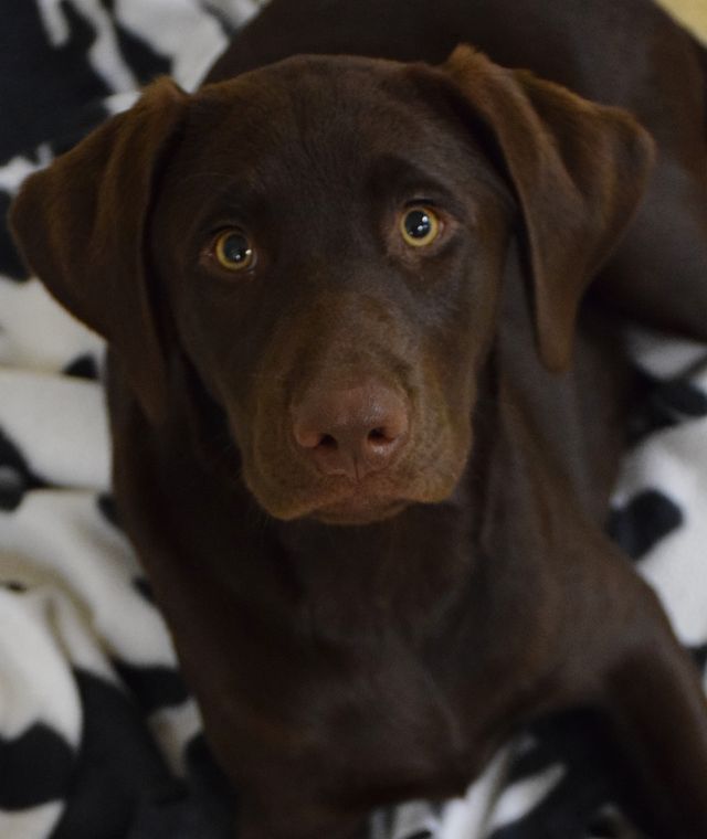 Cutie Pup
