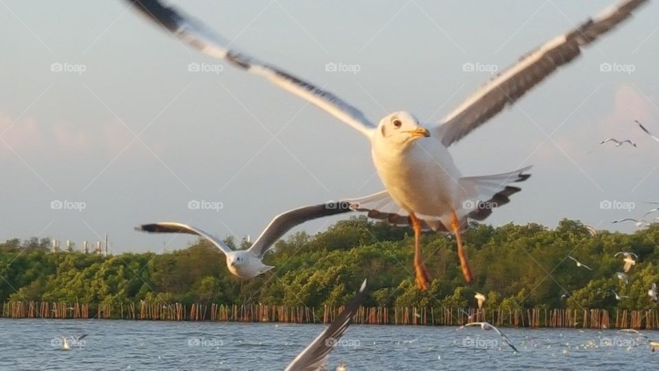 seagull