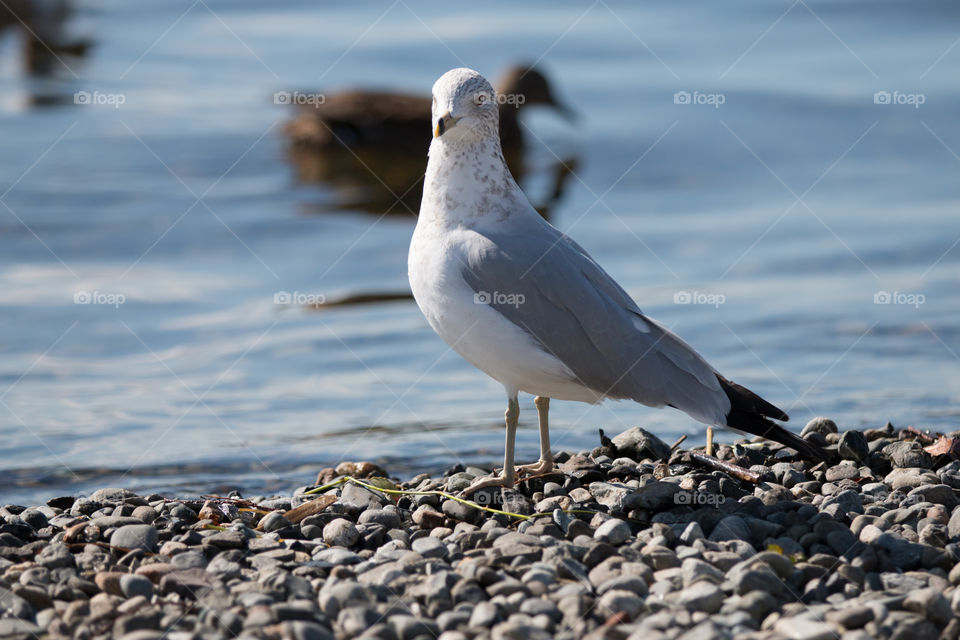 Bird at coast