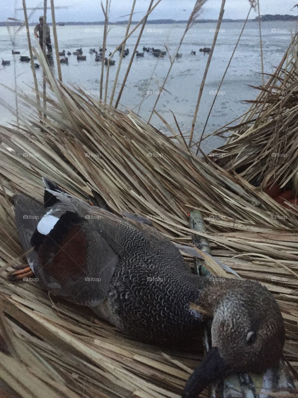 Gadwall