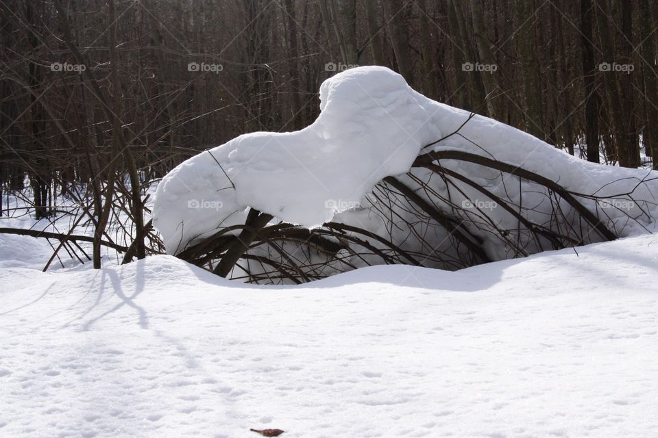 in winter in the forest, everything is in the snow, so beautiful and sunny