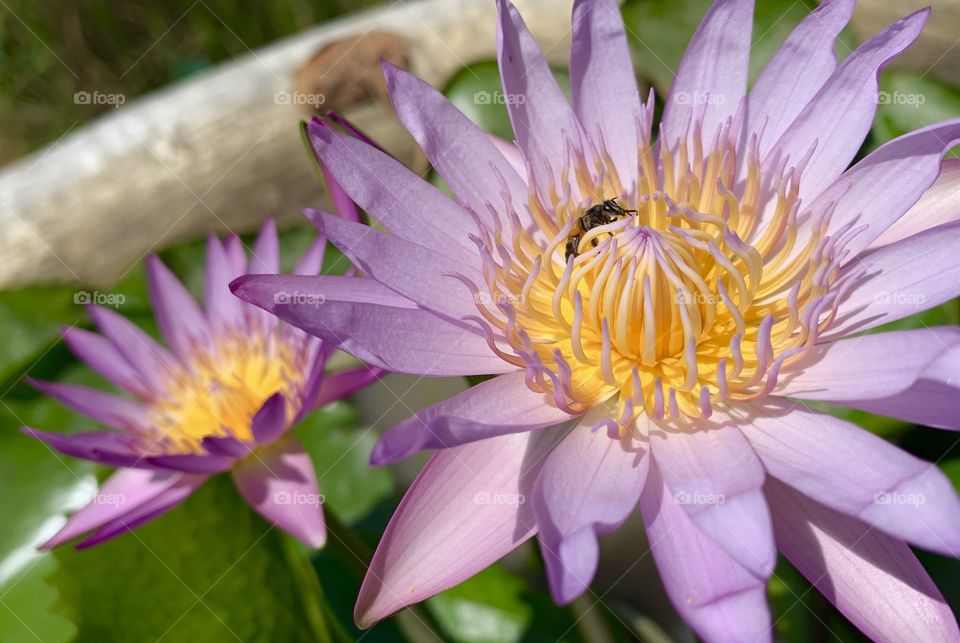 Closeup of bee on lotus flower
