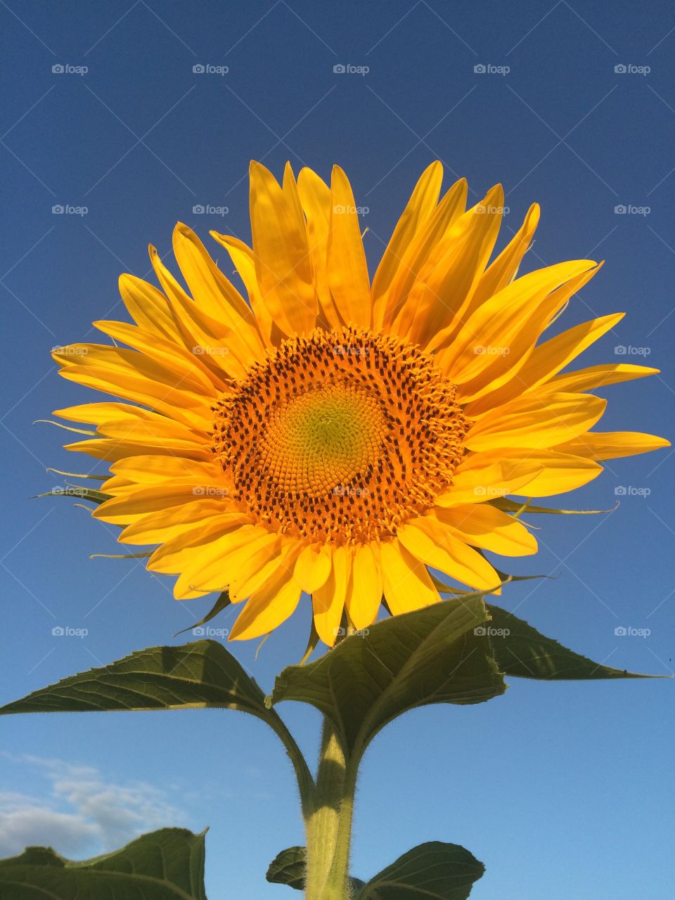 Close-up of sunflower against blue sky