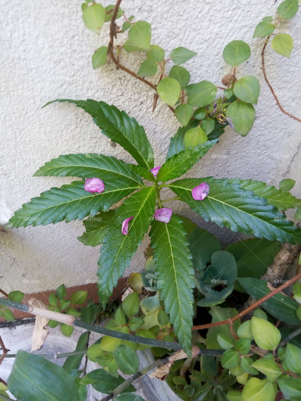 Leaf, Flora, Nature, No Person, Garden