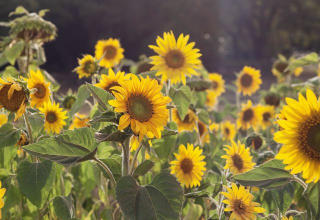 A field full of sunflowers in the late afternoon sun