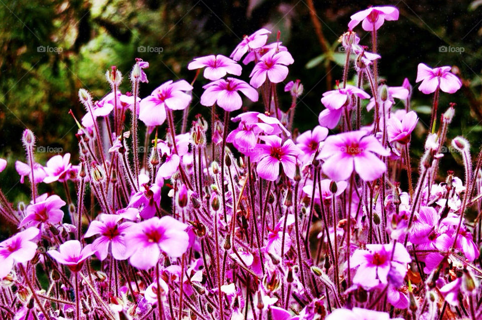 flowers garden plants pink by theloudsilence