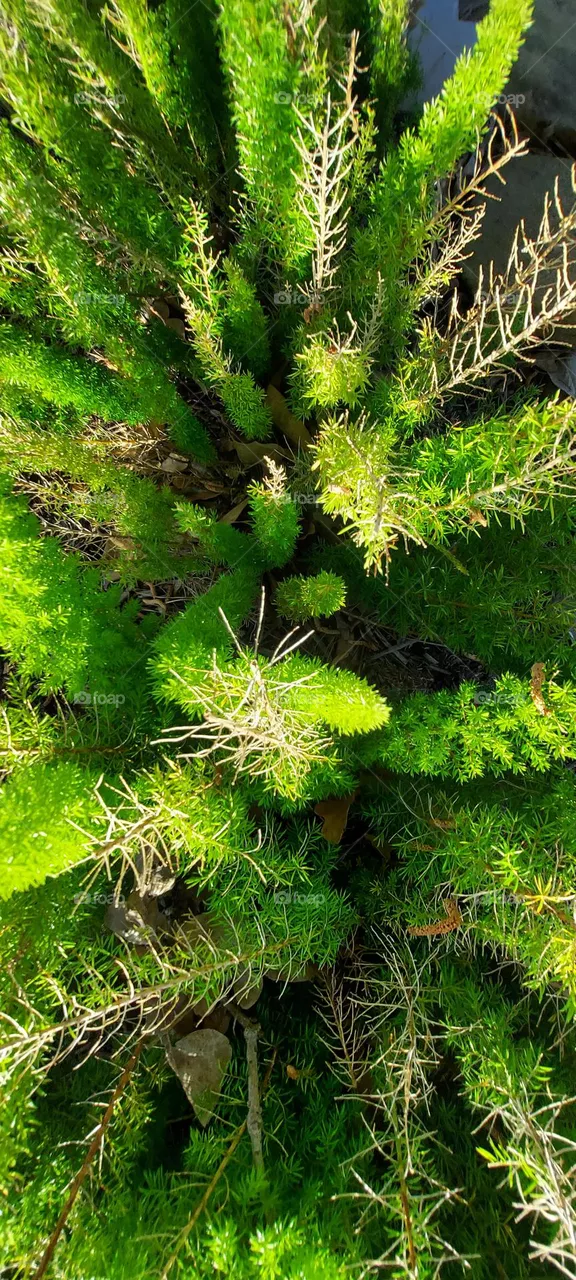 Plant Overhead View
