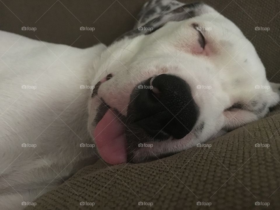 Cute sleeping puppy face 