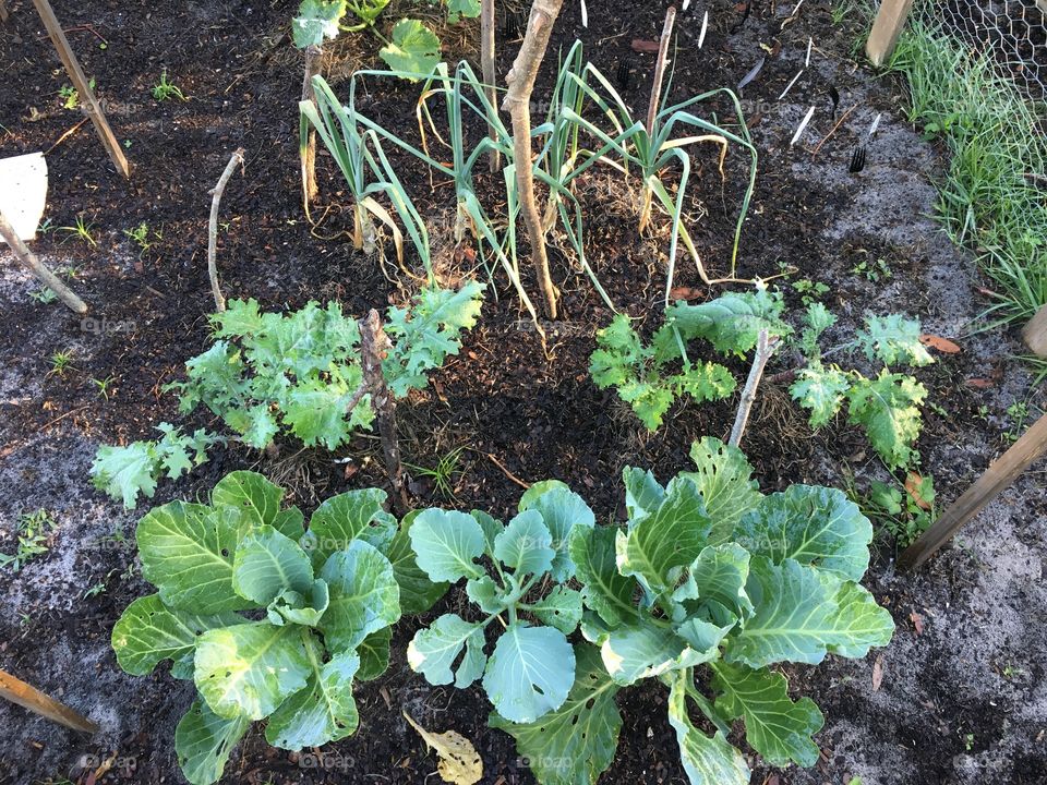 Cabbage, kale, Garlic, oh my! 