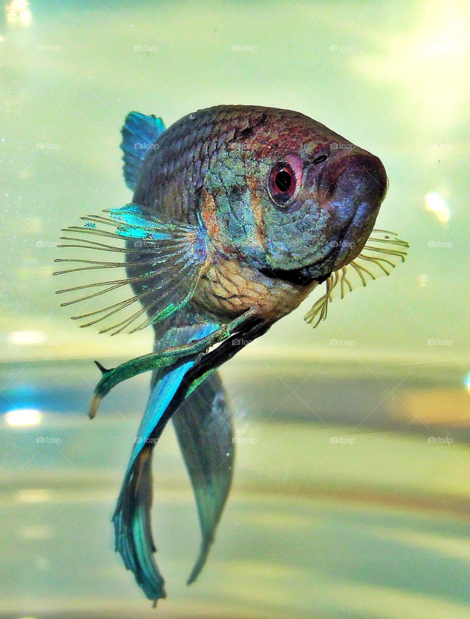 nature blue siamese fighting fish by delvec